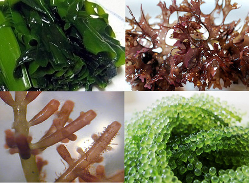 seaweed